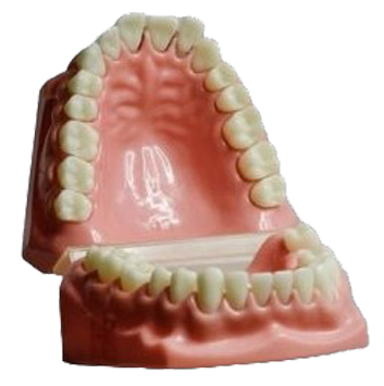 PFM Crowns placeholder